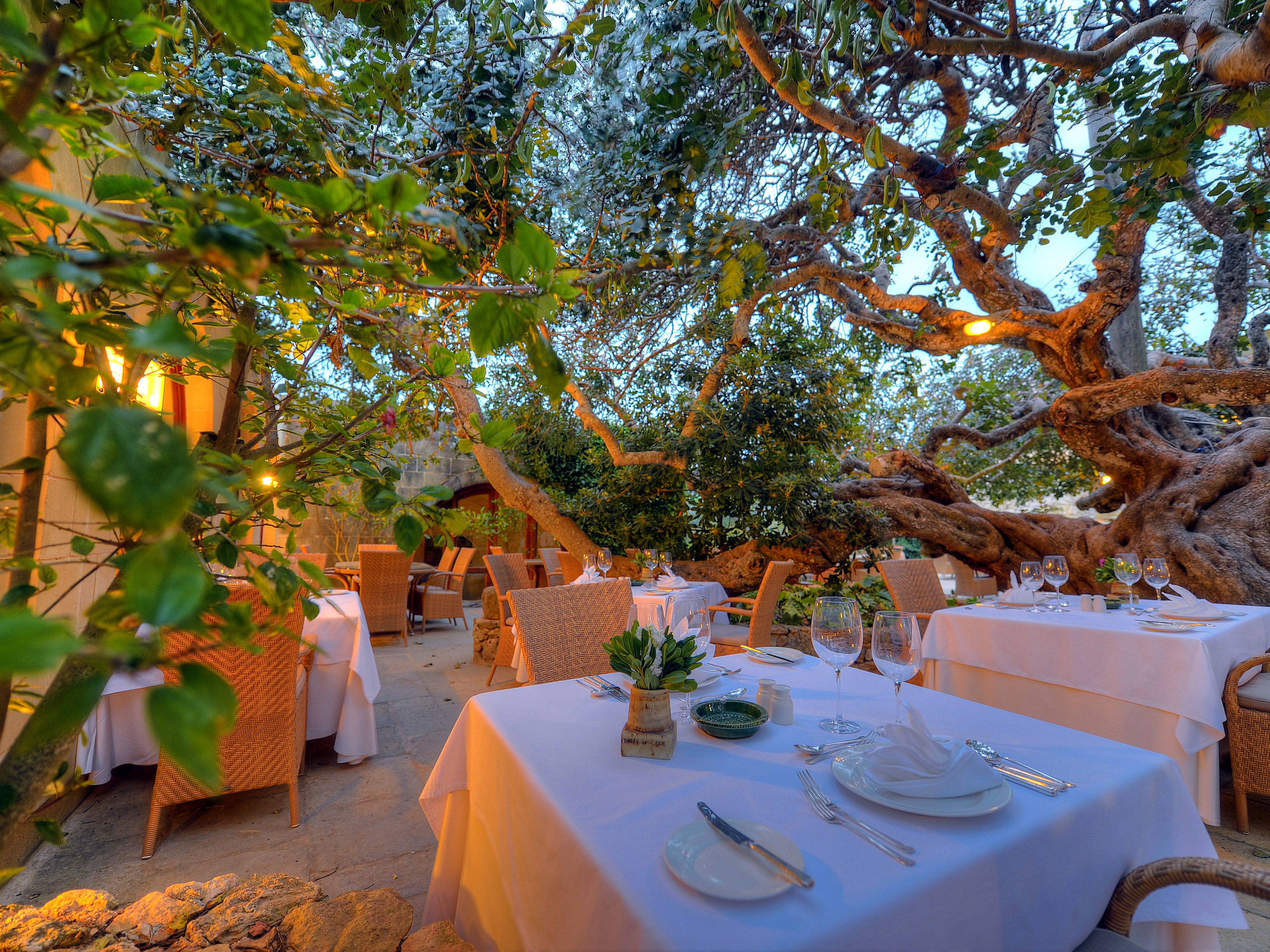 Tavoli apparecchiati del ristorante Il Carrubo sotto un carrubo secolare all’hotel Ta’ Ċenċ & Spa a Gozo