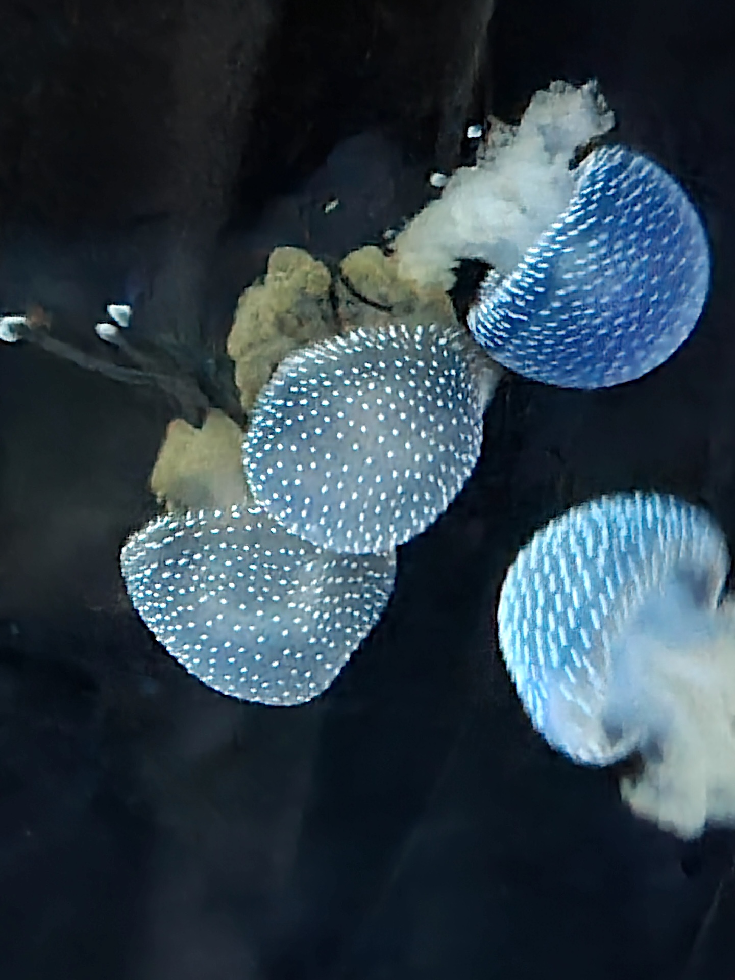Medusas azuis luminosas a flutuar num tanque escuro do aquário de Malta