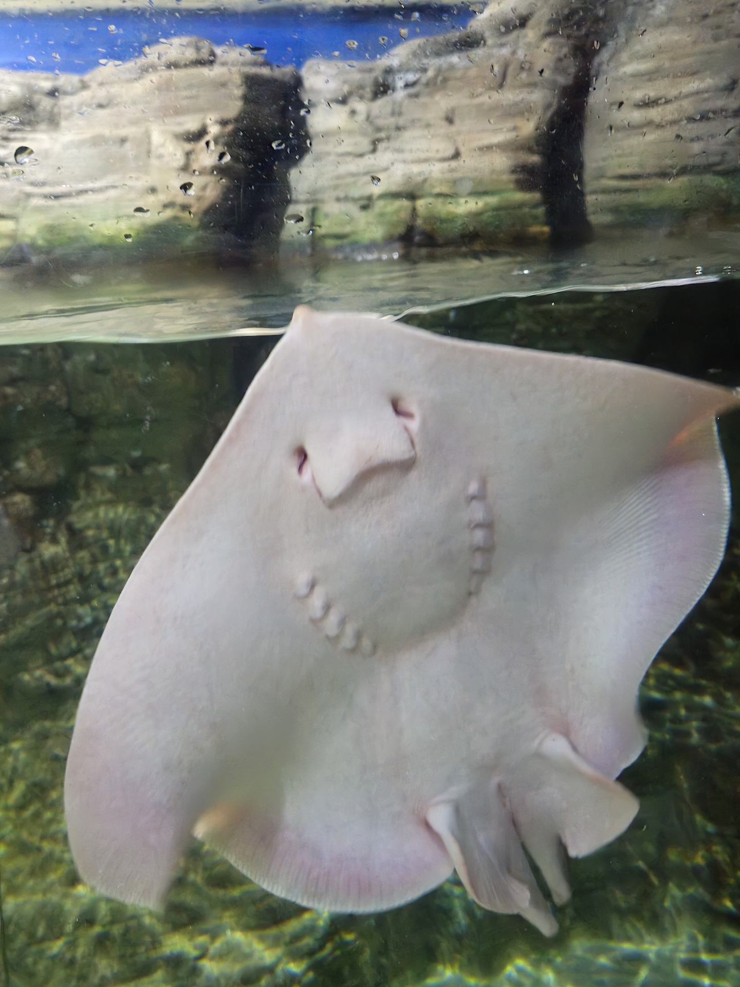 Face ventral rosada de uma raia sorridente encostada ao vidro do aquário de Malta