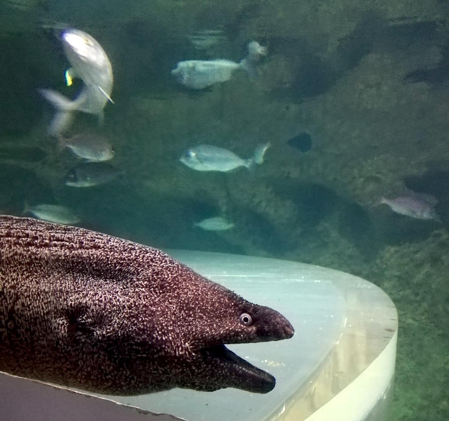 Cabeça de uma moreia do aquário de Malta
