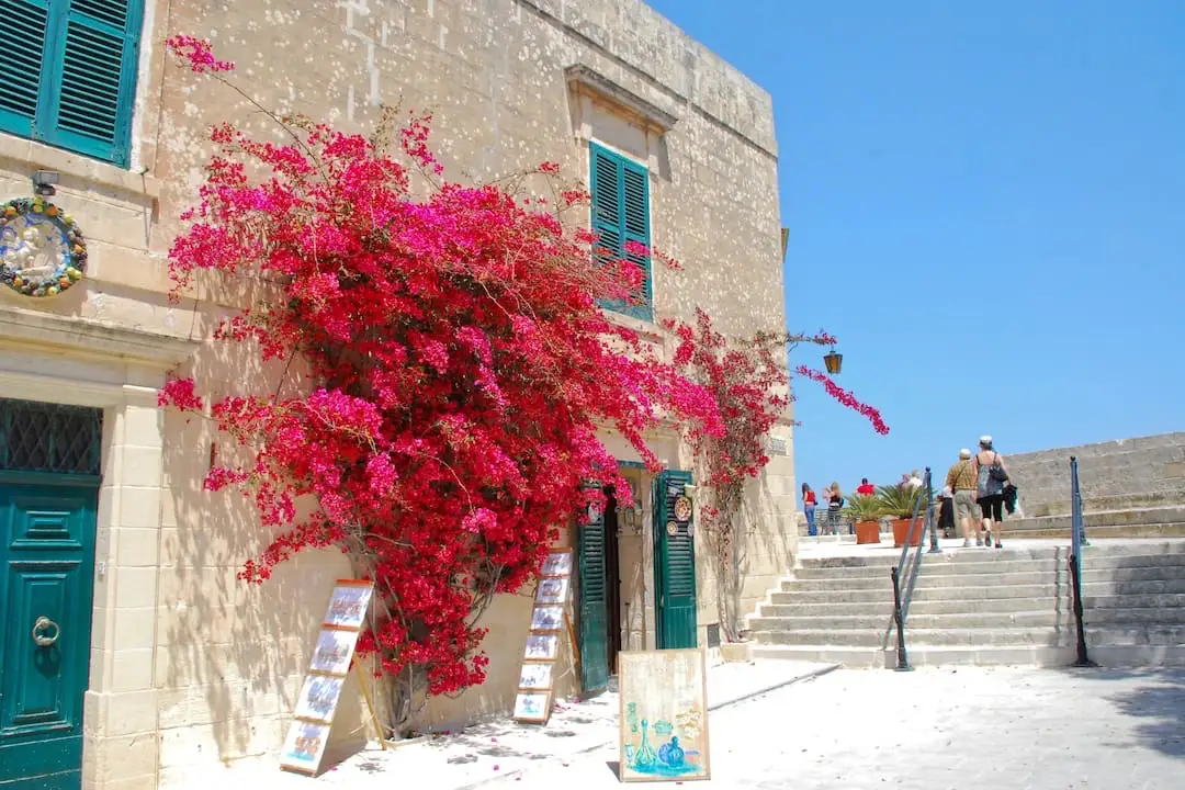Un arbre en fleurs dans les rues de Mdina