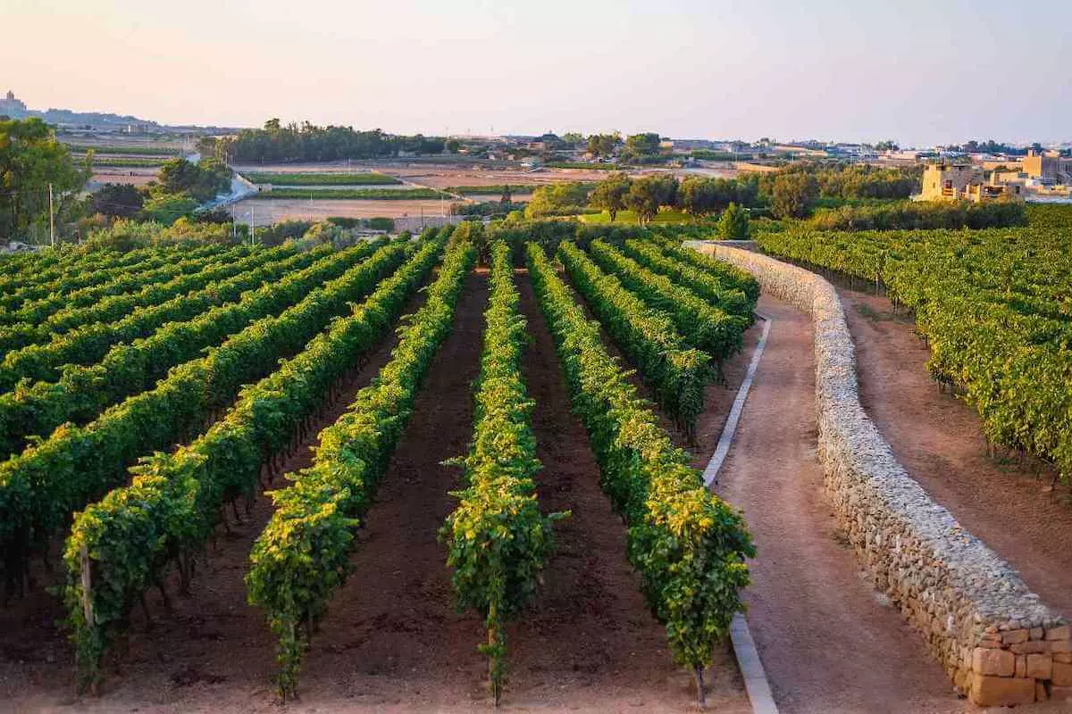 Виноградники Мальты