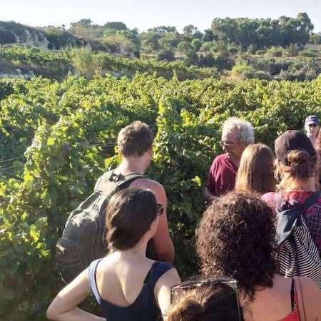 Groupe en visite d'un champ de vignes à Malte