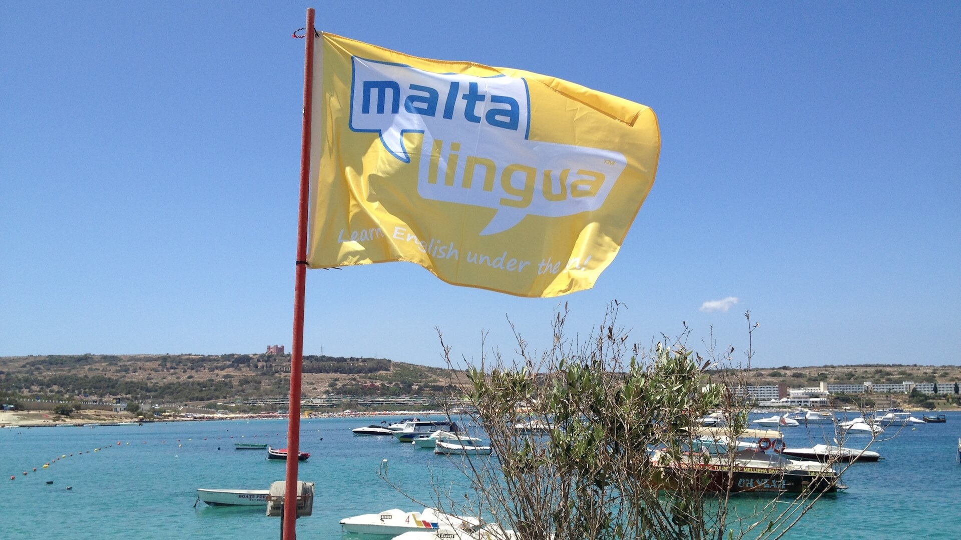 Drapeau Maltalingua Drapeau de l'école d'anglais Maltalingua